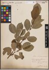 Foto von Salix caprea L. x Salix silesiaca Willd.